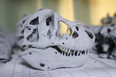 Paleontological Restoration Production in Binzhou-stock-foto