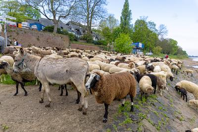 Schafherde ?berquert mit F?hre ?ber den Rhein - Bonn, 22.04.2025-stock-photo