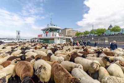Schafherde ?berquert mit F?hre ?ber den Rhein - Bonn, 22.04.2025-stock-photo
