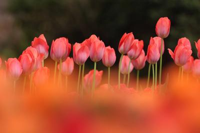 Fruehling (Fr?hling) im Siegerland-stock-photo