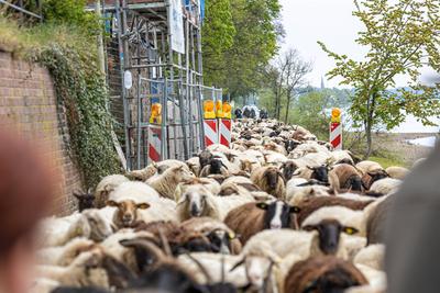 Schafherde ?berquert mit F?hre ?ber den Rhein - Bonn, 22.04.2025-stock-photo