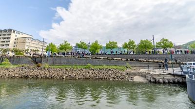 Schafherde ?berquert mit F?hre ?ber den Rhein - Bonn, 22.04.2025-stock-photo