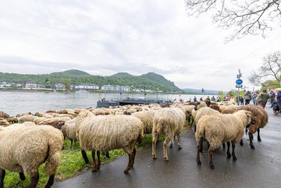 Schafherde ?berquert mit F?hre ?ber den Rhein - Bonn, 22.04.2025-stock-photo