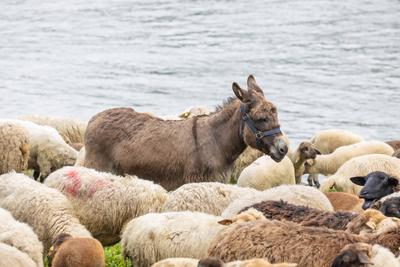 Schafherde ?berquert mit F?hre ?ber den Rhein - Bonn, 22.04.2025-stock-photo
