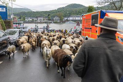Schafherde ?berquert mit F?hre ?ber den Rhein - Bonn, 22.04.2025-stock-photo