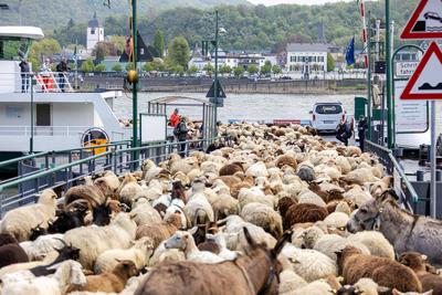Schafherde ?berquert mit F?hre ?ber den Rhein - Bonn, 22.04.2025-stock-photo