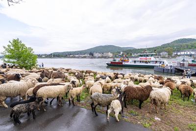 Schafherde ?berquert mit F?hre ?ber den Rhein - Bonn, 22.04.2025-stock-photo