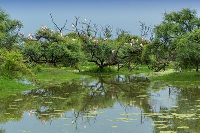 Gemalte St?rche nisten auf einem Baum im Keoladeo Ghana National Park, Bharatpur, Indien. *** painted Storks Nesting at-stock-photo