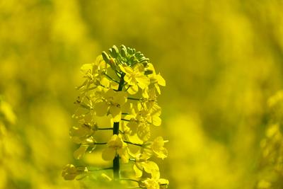 Rapsbluete-stock-photo
