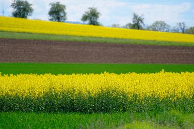 Rapsbluete-stock-photo