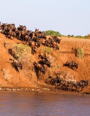 Eine gro?e Gnuherde steigt w?hrend der Gro?en Migration im kenianischen Maasai Mara National Reserve ein steiles Flussuf-stock-foto