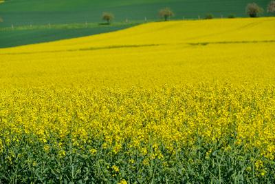 Rapsbluete-stock-photo