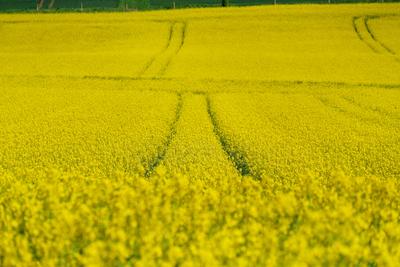Rapsbluete-stock-photo
