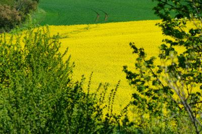 Rapsbluete-stock-photo