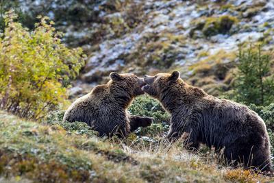 Europaeischer Braunbaer, Braunbaer, Braun-Baer (Ursus arctos arctos), zwei Braunbaeren spielen in den herbstlichen Berge-stock-photo