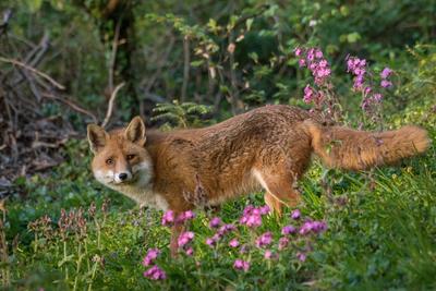 Rotfuchs, Rot-Fuchs (Vulpes vulpes), auf Nahrungssuche zwischen Waldblumen, Seitenansicht, Schweiz, Sankt Gallen red fox-stock-photo