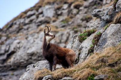Gaemse Gemse Gamswild Rupicapra rupicapra in einer Felswand Schweiz Toggenburg Chaeserrugg c-stock-foto