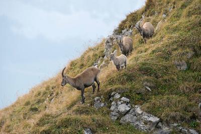 gut beh?tet... Alpensteinb?cke ( Capra ibex ), drei weibliche Steinb?cke ziehen mit einem Kitz gemeinsam ?ber einen Berg-stock-foto