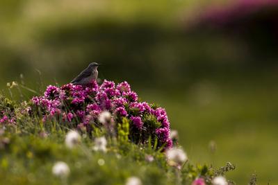 Bergpieper, Berg-Pieper (Anthus spinoletta), Altvogel im Brutkleid auf bluehender Bergwiese, Schweiz water pipit (Anthus-stock-foto