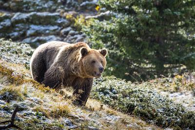 Europaeischer Braunbaer, Braunbaer, Braun-Baer (Ursus arctos arctos), sucht Nahrung in herbstlicher Umgebung, Schweiz, G-stock-photo