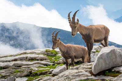 Alpen-Steinbock, Alpensteinbock (Capra ibex, Capra ibex ibex), Zwei Alpen-Steinboecke stehen vor Bergkulisse mit Wolken,-stock-foto
