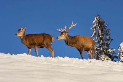 Rothirsch Rot Hirsch Edelhirsch Edel Hirsch Rotwild Rot Wild Cervus elaphus zwei Rothirsche-stock-photo