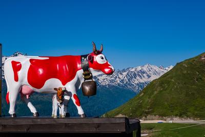 The statue of a red and white painted cow and calw below Gotthard Pass, snow covered mountains in the distance. Andermat-stock-photo