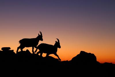 Creative Highlights World Alpen-Steinbock, Alpensteinbock (Capra ibex, Capra ibex ibex), zwei Alpen-Steingeisse laufen b-stock-photo