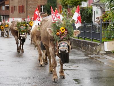 28.09.2024 Kerns Kanton Obwalden Zentralschweiz. Schweiz. Alpabzug Kerns . Bild : Kuh mit Kopfschmuck und Glocke *** 28-stock-foto