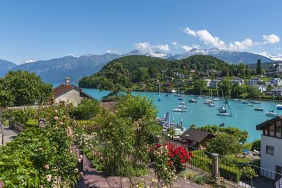 Blick vom Rosengarten Le Roselier auf den Thunersee in Spiez Blick vom Rosengarten Le Roselier auf den Thunersee, Spiez,-stock-foto