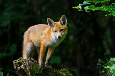 Rotfuchs Rot Fuchs Vulpes vulpes junger Rotfuchs steht auf einer bemoosten Wurzel Schweiz Sank-stock-photo