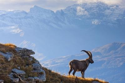 Alpen Steinbock Alpensteinbock Capra ibex Capra ibex ibex steht auf einem Felsen und schaut ins-stock-foto