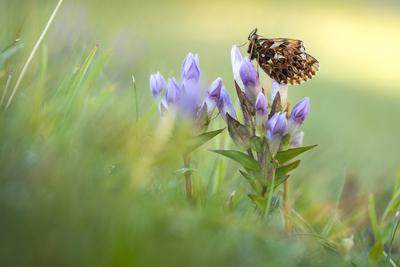 Natterwurz-Perlmutterfalter, Natterwurzperlmutterfalter (Boloria titania, Clossiana titania), an Enzian, Seitenansicht,-stock-foto