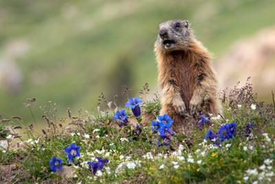 Alpenmurmeltier, Alpen-Murmeltier (Marmota marmota), steht in Blumenwiese mit Enzianen und ruft, Schweiz, Graubuenden al-stock-foto