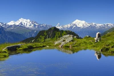 Schweiz Kanton Wallis Hausrind Bos primigenius f taurus grast in den Schweizer Alpen Mischabel-stock-foto