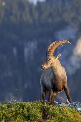 Alpen-Steinbock, Alpensteinbock (Capra ibex, Capra ibex ibex), Maennchen steht an einer Hangkante in den Berner Alpen, S-stock-photo