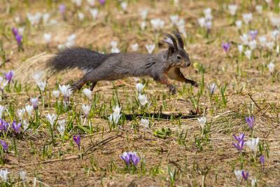 Europaeisches Eichhoernchen, Eurasisches Eichhoernchen, Eichhoernchen (Sciurus vulgaris), springendes Eichhoernchen mit-stock-foto