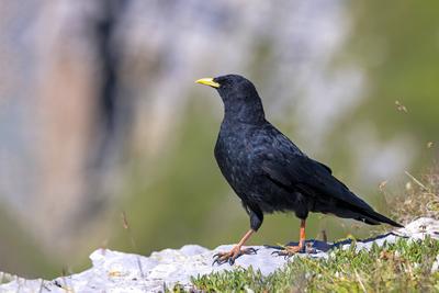 Alpendohle, Alpen-Dohle, Bergdohle, Berg-Dohle, Jochdohle, Joch-Dohle (Pyrrhocorax graculus), laeuft in Bergwiese undsuc-stock-foto