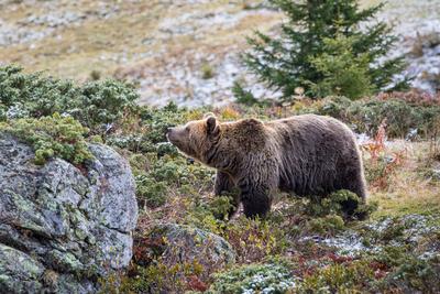 Europaeischer Braunbaer, Braunbaer, Braun-Baer (Ursus arctos arctos), sucht Nahrung in herbstlicher Umgebung, Schweiz, G-stock-foto
