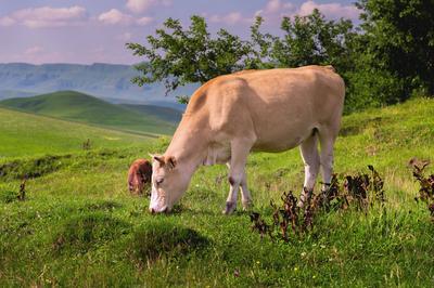 white cow eats grass on a green field. Dairy cow in the field eats grass on a summer day A white cow eats grass on a gre-stock-foto