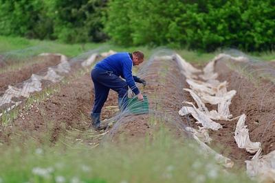 24.4.2025 Spargel-stock-foto