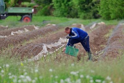 24.4.2025 Spargel-stock-foto