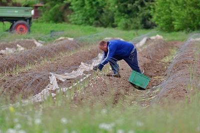24.4.2025 Spargel-stock-foto