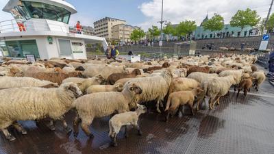 Schafherde ?berquert mit F?hre ?ber den Rhein - Bonn, 22.04.2025-stock-photo