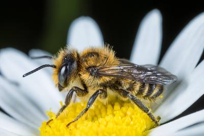 Gemeine Blattschneiderbiene, Rosenblattschneiderbiene, Buntfarbige Blattschneiderbiene, Blattschneider-Biene, Bunte Blat-stock-photo