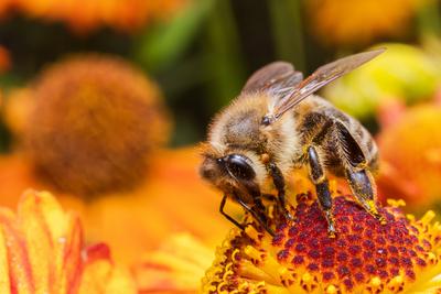 Honigbiene mit gelben Pollen bedeckt trinken Nektar, Best?ubung Blume. Inspirierende nat?rlichen floralen Fr?hling oder Sommer bl?henden Garten Hintergrund. Leben der Insekten, Extreme Makro Nahaufnahme selektiven Fokus-stock-photo