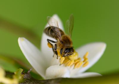 Bienen best?uben zarte wei?e Bl?ten in einem ?ppigen Garten an einem sonnigen Nachmittag-stock-foto