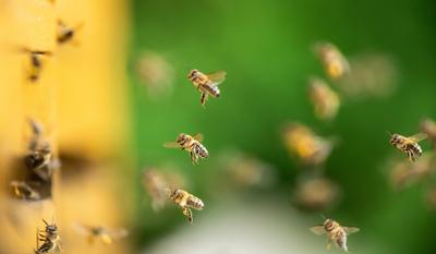 Bienen fliegen zu Bienenst?cken an einem Waldrand. Rottweil Baden-W?rttemberg Deutschland *** Bees flying to beehives at-stock-foto