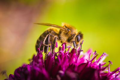 European Honey Bee on a garlic flower European Honey Bee, on a garlic flower in summer. Bee background. Copyright: xZoon-stock-foto