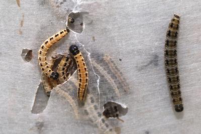Raupen an Laubgeh?lzen Befall von einem Baum mit der Gespinstmotte und deren Raupen *** Caterpillars on deciduous trees-stock-foto